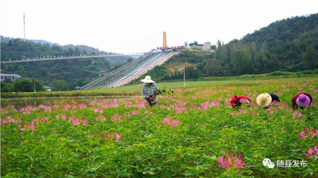 护花小神农，乡村神奇崛起之路最新章节